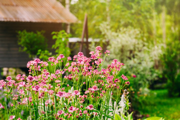 private summer cottage garden view with blooming astrantia. Decorative shrubs, conifers and...