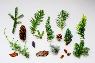 Foto op Canvas collection of various conifers and its cones on white backround. Set of juniperus, thuja, picea, abies, and pinus on white background. Botanical evergreen flat lay. © mashiki
