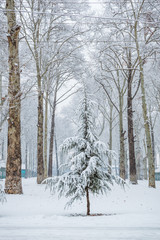 A small pine tree amonst other tall Maple trees in awoodland in Kashmir