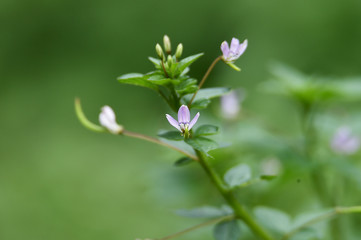 flower in garden