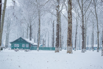 Naklejka premium A green colour hut lodge cabin in a dense forest during snow season. A house in a white winter landscape. Large maple trees in snow