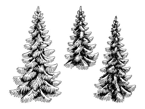 Fir tree set spruce graphic black white isolated sketch illustration vector