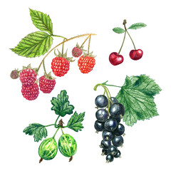 A set of berries painted with colored pencils on a white background. 