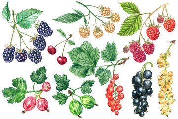 A set of berries painted with colored pencils on a white background. 