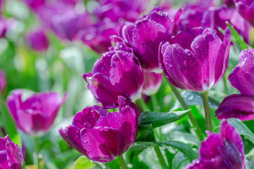 Obraz premium Tulip flower with green leaf background in tulip field at winter or spring day for postcard beauty decoration and agriculture concept design.