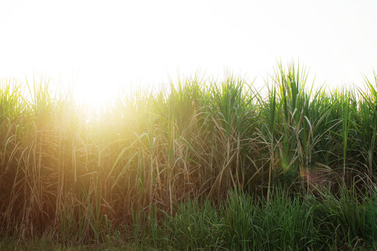 Sugarcane with sunlight.
