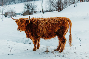 Portrait of standing highland cattle brown cow from side in winter landscape