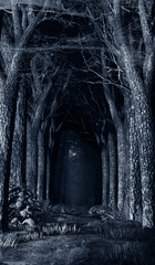 Road through dark forest