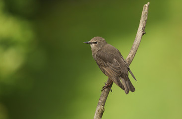 	 A cute baby Starling (Sturnus vulgaris) perched on a branch.