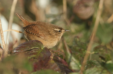 A pretty Wren (Troglodytes troglodytes) perched on a bramble bush.