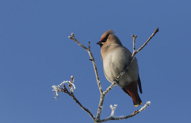 A pretty Waxwing (Bombycilla garrulus) perching on a branch in a tree which has a covering of frost. A winter visitor to the United Kingdom.