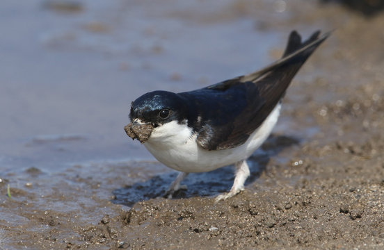 A beautiful House Martin (Delichon urbica) at the side of a puddle with a beak full of mud to make its nest.	