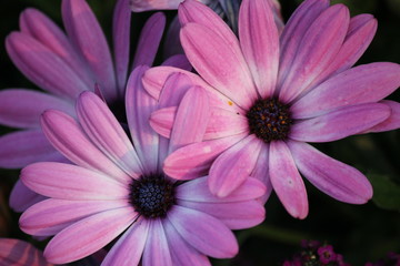 pink and white flower
