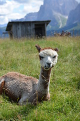 Fototapeta premium Il sorriso del lama