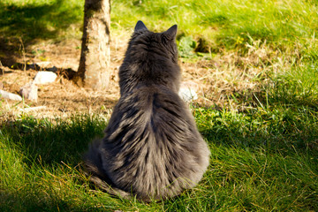 Naklejka na ściany i meble Domestic cat walks on the green grass in the park. The domestic fluffy cat enjoys green grass for a walk in clear sunny weather. 
