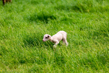 Lamb on grass field