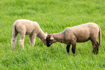 Sheep on grass field