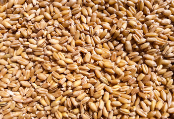 Golden wheat grain backgrounds 