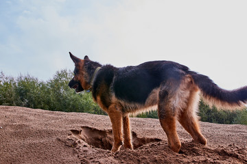 Dog German Shepherd outdoors on sand in a summer