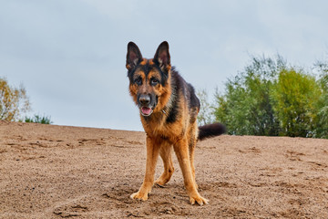 Dog German Shepherd outdoors on sand in a summer