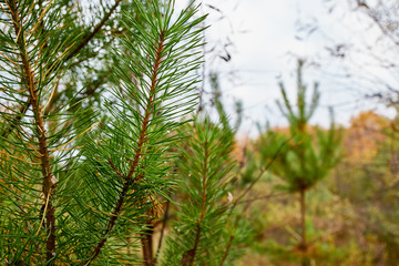 Closeup photo of green needle pine tree in a day