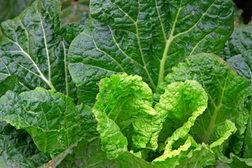 Chinese Cabbage