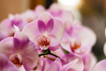 Fototapeta na wymiar Pink orchids on green background