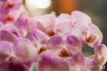Fototapeta na wymiar Pink orchids on green background