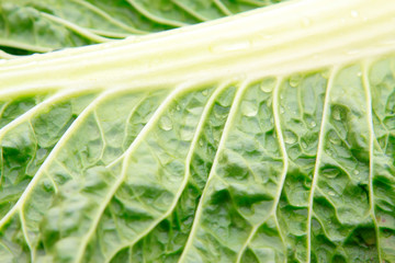 Chinese Cabbage leaves