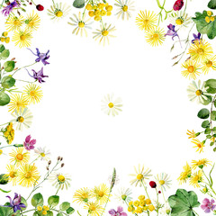 Watercolor background of wild flowers on a white background . For greetings and invitations