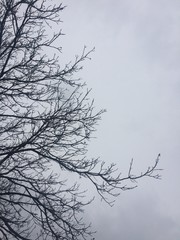 Leafless trees, photos of cloudy weather