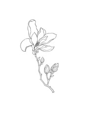 Obraz premium Illustration of magnolia, isolated, black and white.