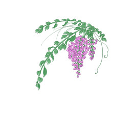 Colorful illustration of wisteria flower, isolated.