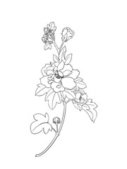 Illustration of flower, isolated, black and white.