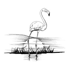 Flamingo on sunset. Hand drawn illustration