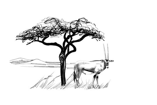 Gemsbok antelope (Oryx gazella) near a tree in africa. Hand drawn illustration