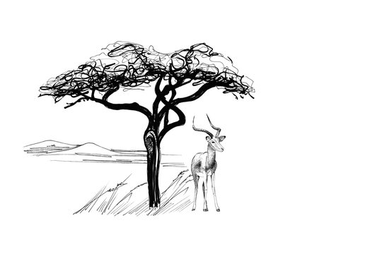 Impala near a tree in africa. Hand drawn illustration