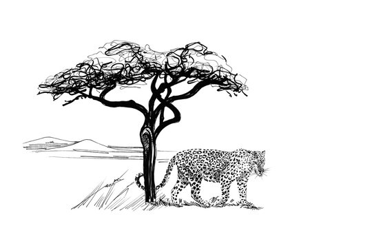 Leopard near a tree in africa. Hand drawn illustration