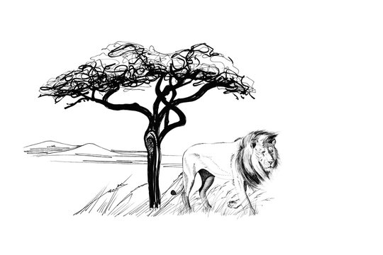Lion male near a tree in africa. Hand drawn illustration