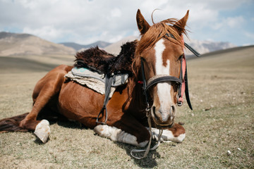 Obraz premium Horses, Kyrgyzstan