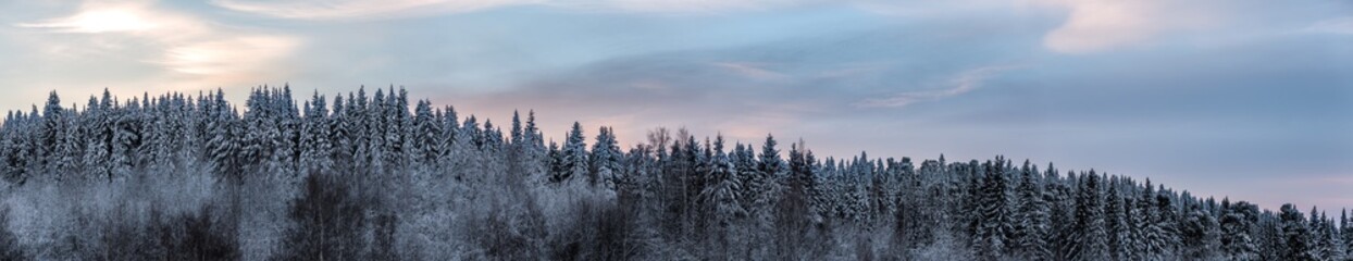 panoramic view of winter spruce forest against the sunset sky. Big size image.