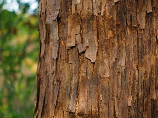 tree trunk close up