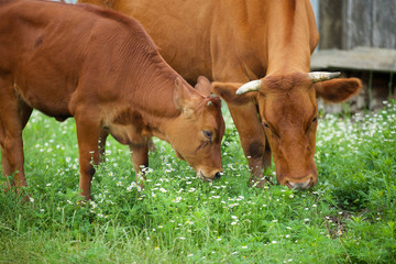 Naklejka na ściany i meble Two cows, a mother and her calf in the paddock eating grass.