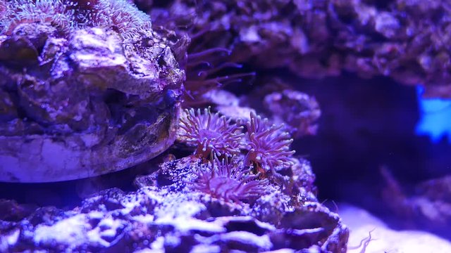 Beautiful sea flower in underwater world with corals and fish. Sea flowers moving in fish tank.
