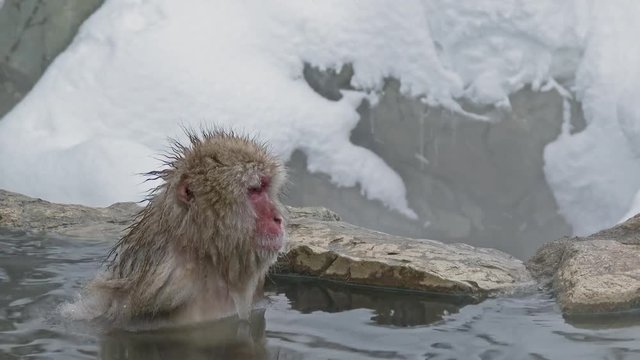 Snow Monkey (Japanese macaques,) In Hot Spring, Nagano, Japan.