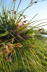 pine branch with cones