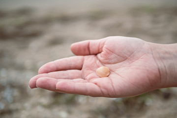 Hands holding sea shells