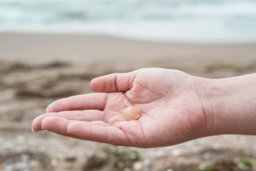 Hands holding sea shells