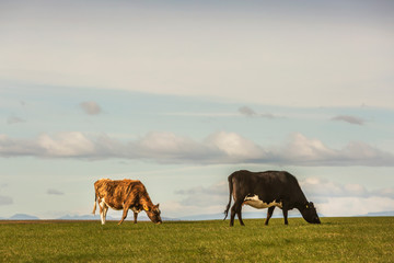 two cows in the meadow