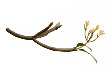 Plumeria Flower (Frangipani, Temple tree) isolated on white background.